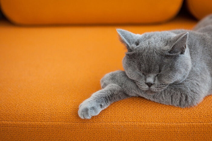 Katze auf oranger Couch